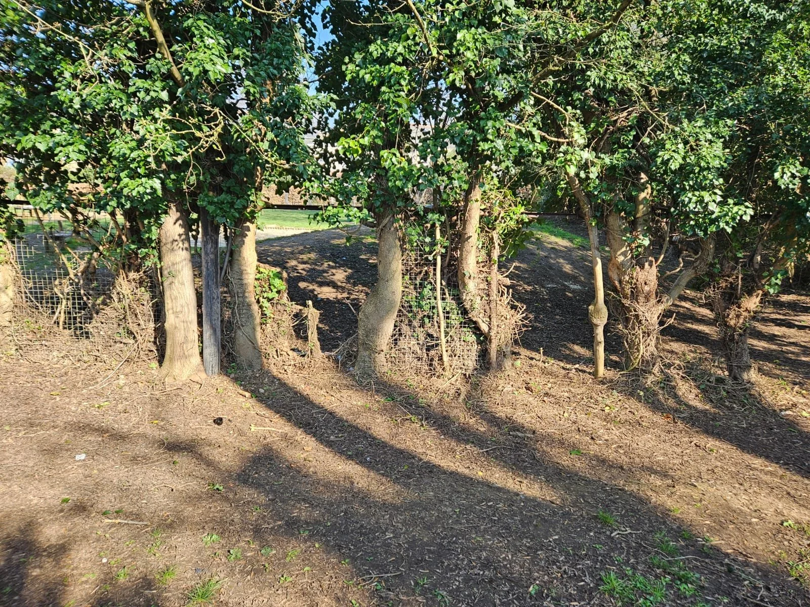 A row of trees with thick trunks and green leaves, with a wire fence and a dirt path in the background. Sunlight casts long shadows on the ground.