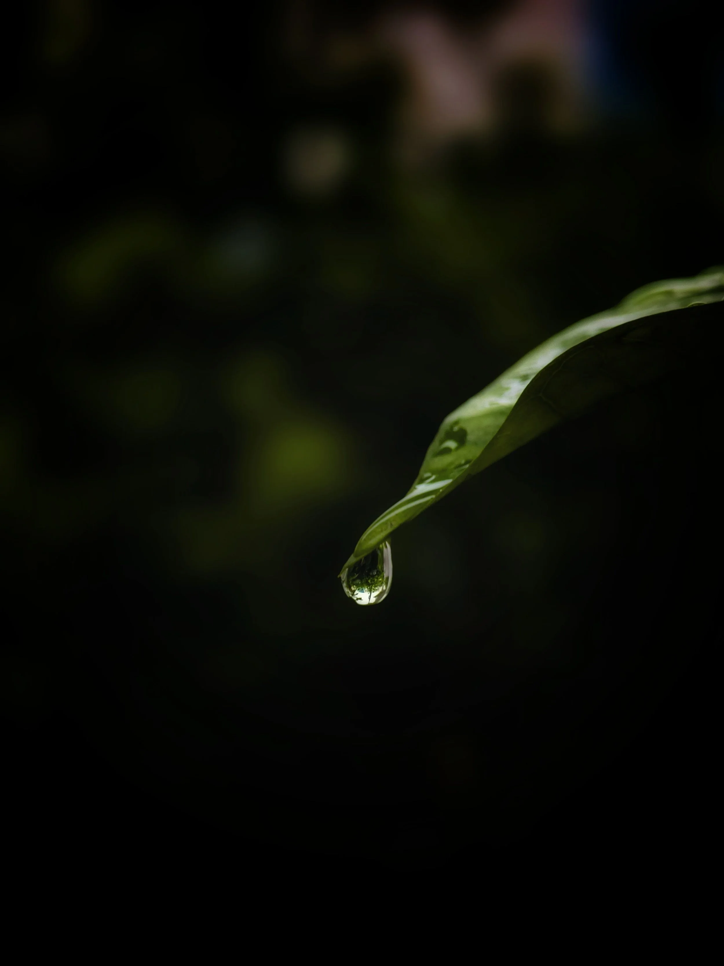 Close-up of a green leaf with a water droplet hanging from its tip.