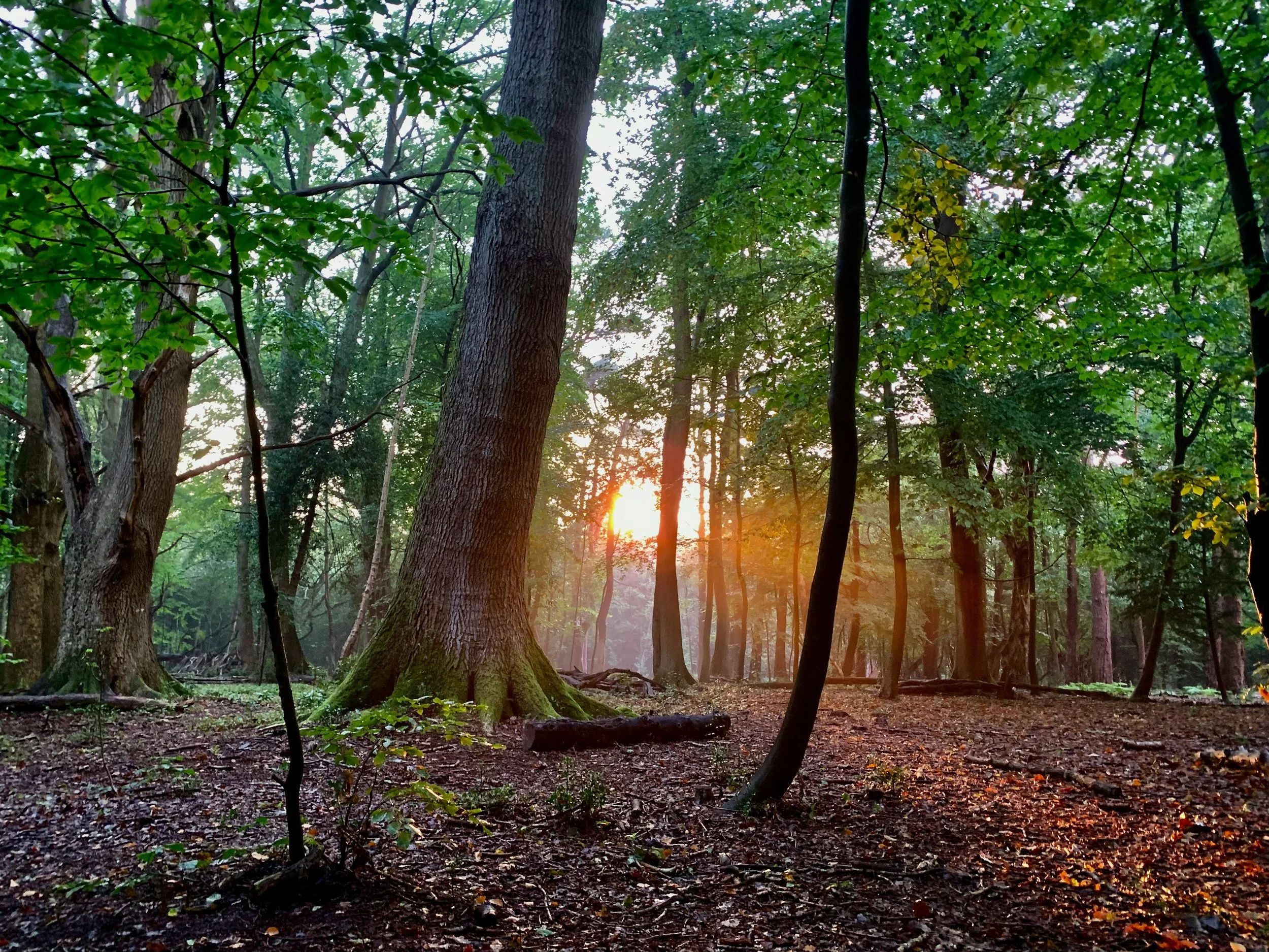 A forest with tall trees and sunlight filtering through the green leaves, with a dirt ground covered in leaves and moss.
