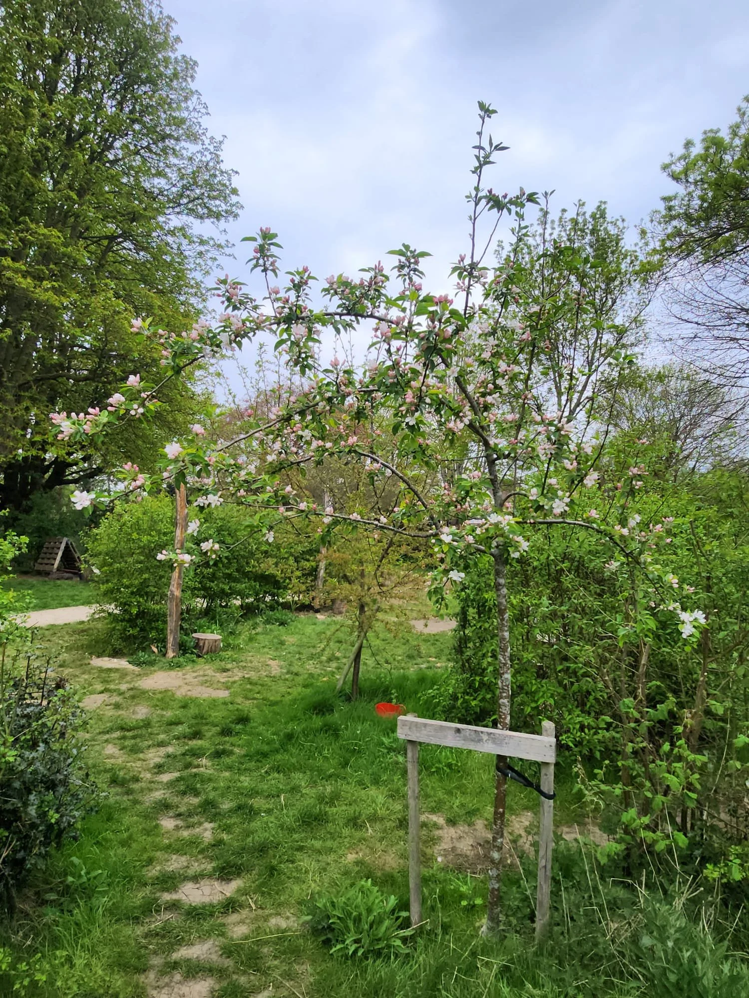 A backyard garden with lush green grass, various trees, and blooming pink and white flowers on a small tree in the foreground. A wooden bench is partially visible in front of the tree. The sky is partly cloudy.