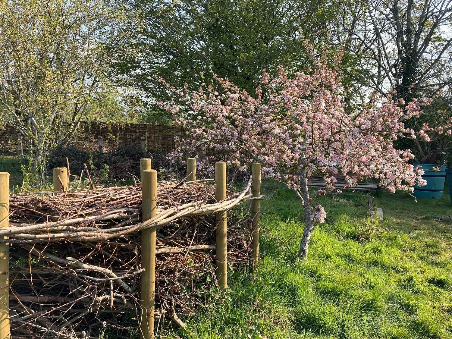 A blooming pink flowering tree next to a new wooden fence with a pile of branches and twigs, in a lush green garden area.