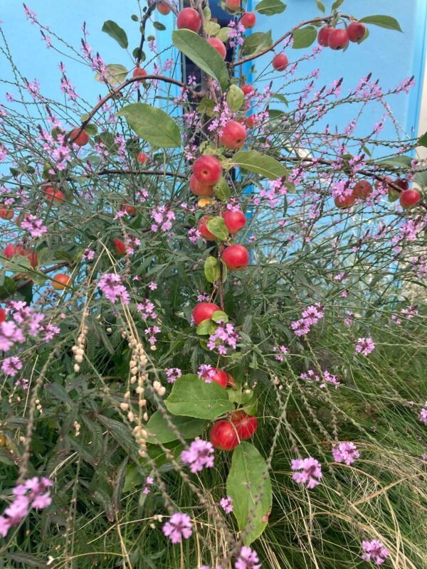 A plant with red berries and green leaves amidst purple flowers against a blue sky background.