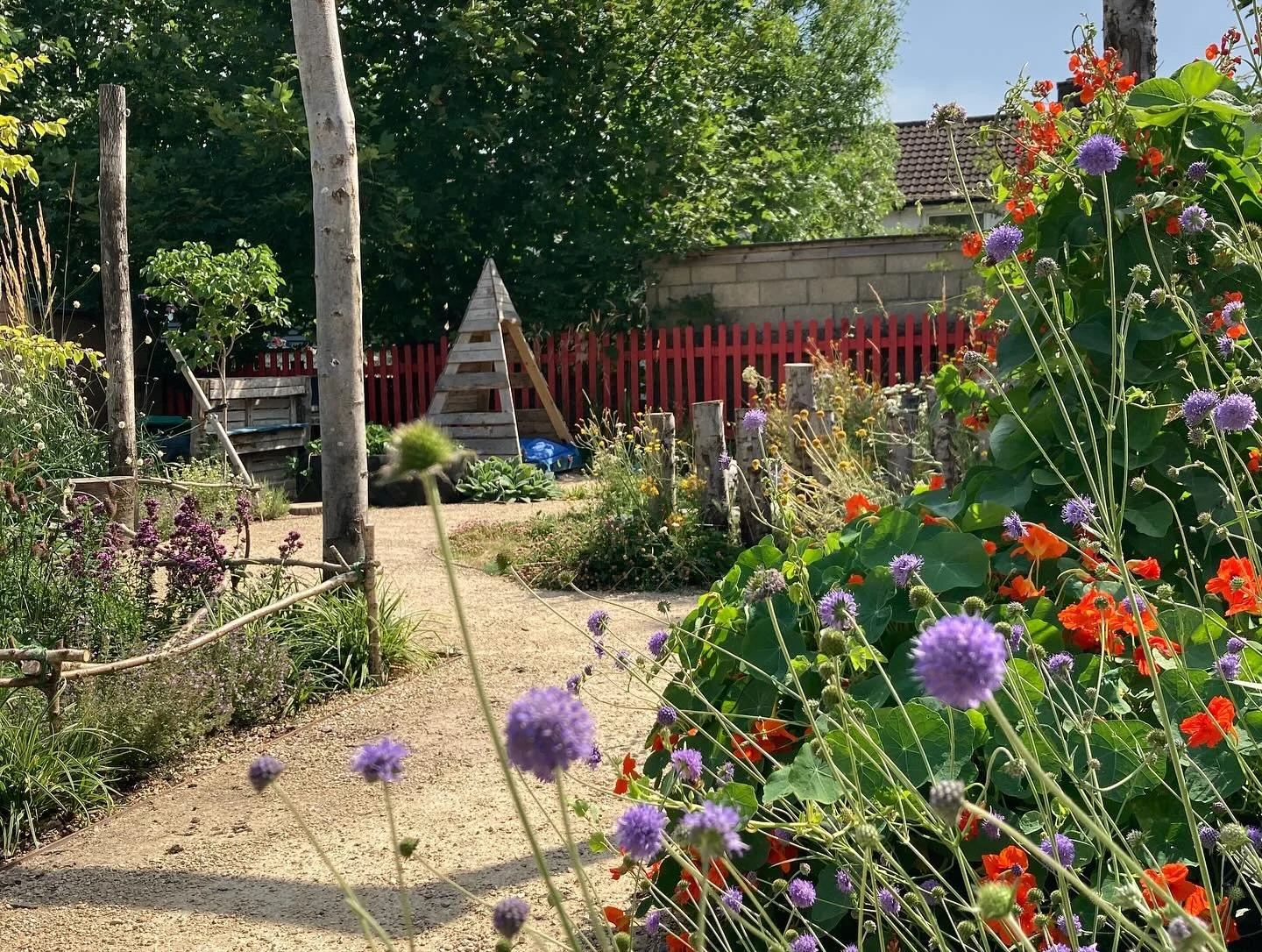 A garden with a sandy pathway bordered by colorful flowers such as purple globe thistles, orange nasturtiums, and various green foliage. In the background, there are trees, a red wooden fence, a stone wall, and a small wooden structure for gardening.