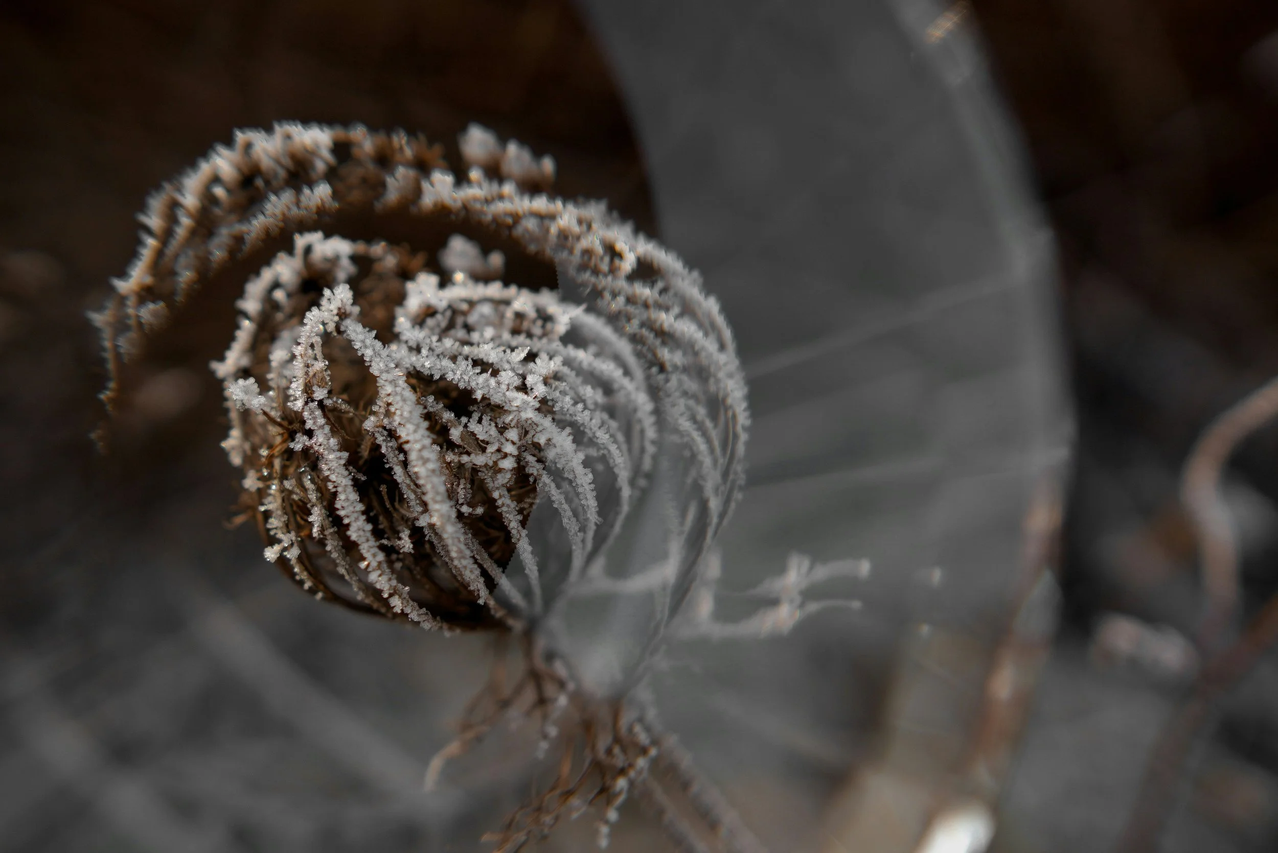 Close-up of a frost-covered pinecone with a blurred background.