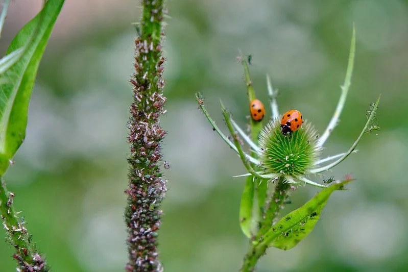 Ladybugs on a green spiky plant surrounded by green leaves.