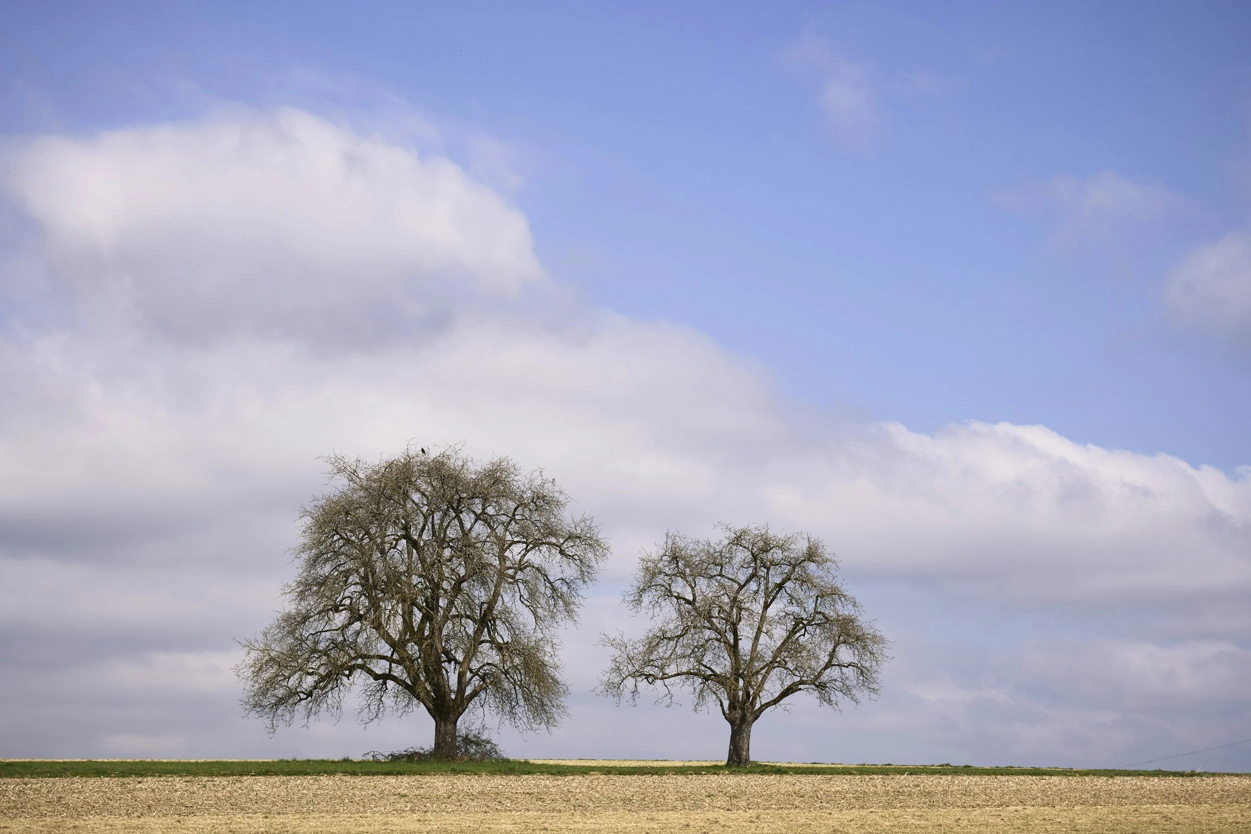 Two leafless trees stand in a rural landscape with a cloudy sky in the background.