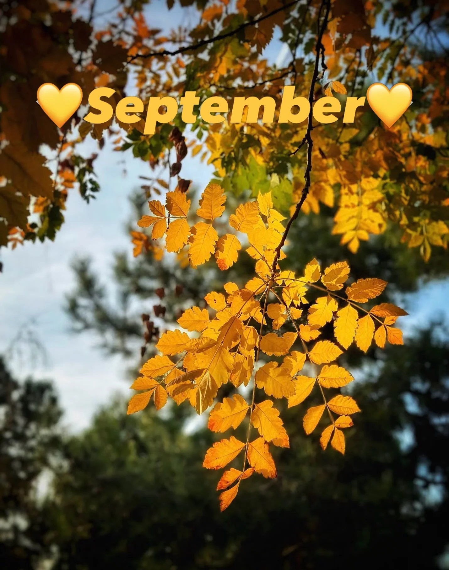 Happy September, feliz septiembre, buon settembre 🍁🧡
