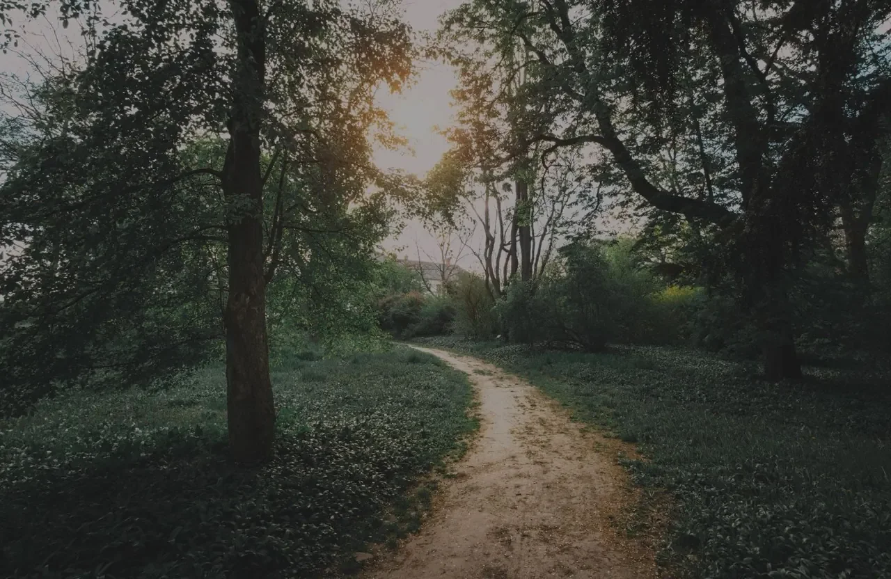 A dirt path winding through a forest with tall trees and dense foliage, sunlight filtering through the branches.