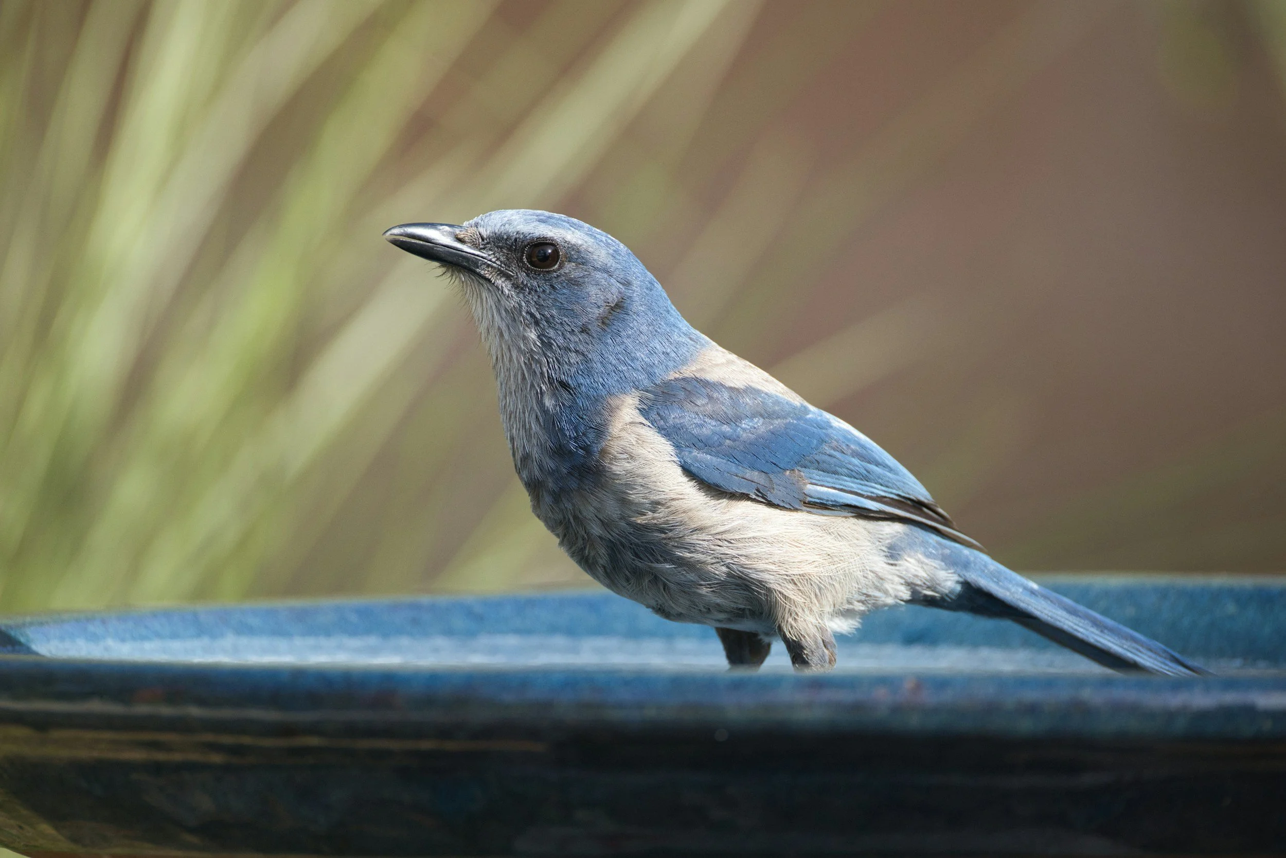 A close-up of a bird with blue and gray feathers sitting on a ledge.