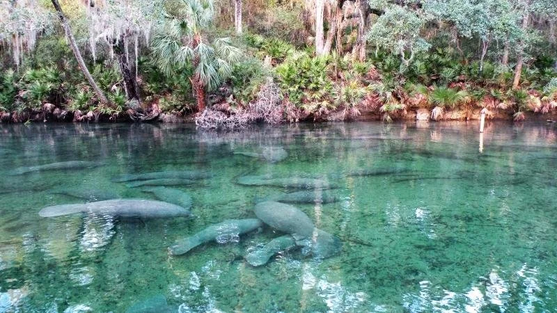 Clear freshwater pond with several large fish swimming near the bottom, surrounded by lush green tropical trees and plants.