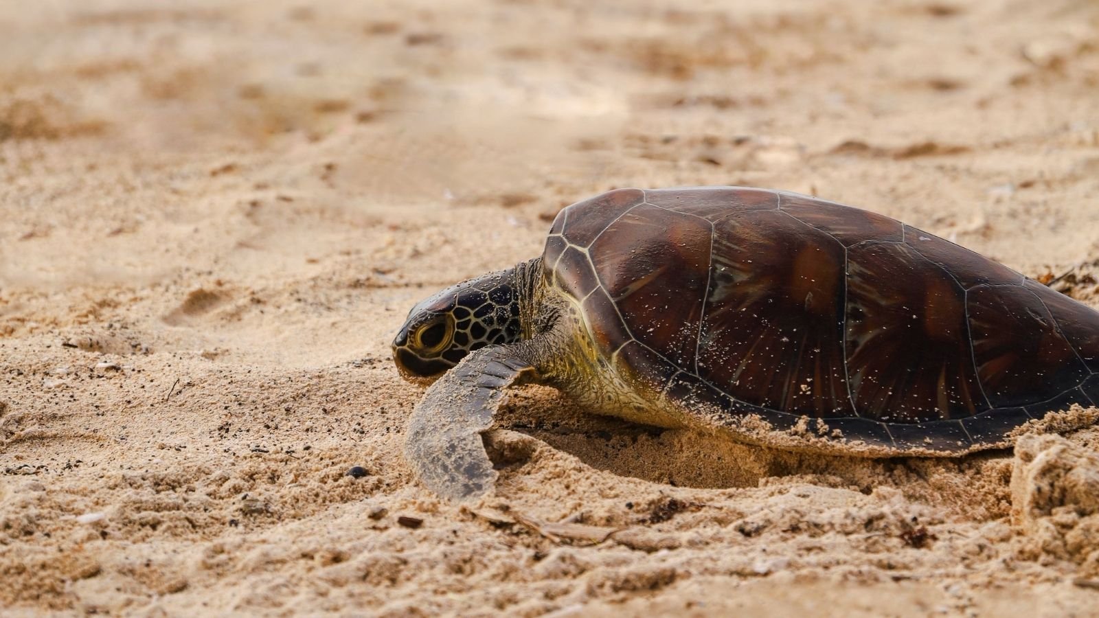 A sea turtle crawls across sandy beach as it makes its way toward the ocean.