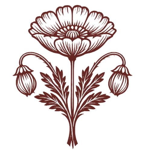 Illustration of a burgundy-colored poppy flower with three buds and large leaves.
