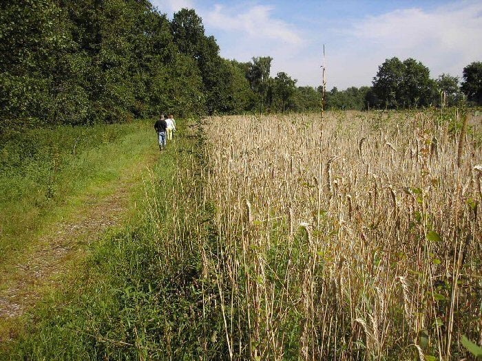 Camping Aan Het Twentepad 02.jpg