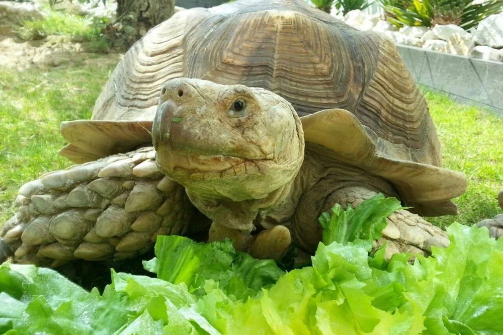 Reptielenhuis De Aarde 02.jpg