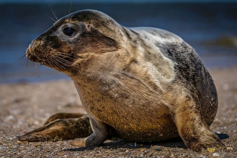 A Seal Zeehondenopvang 01.jpg