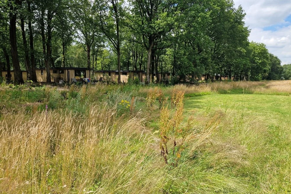 Wood386 Bosrand Veluwe 04.jpg