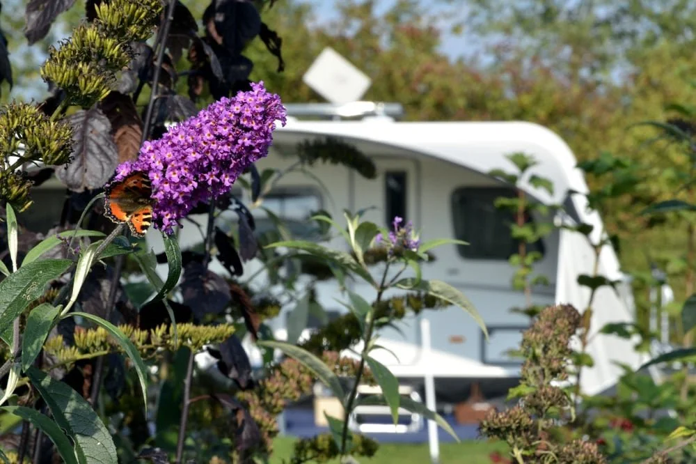 Camping de Waterjuffer