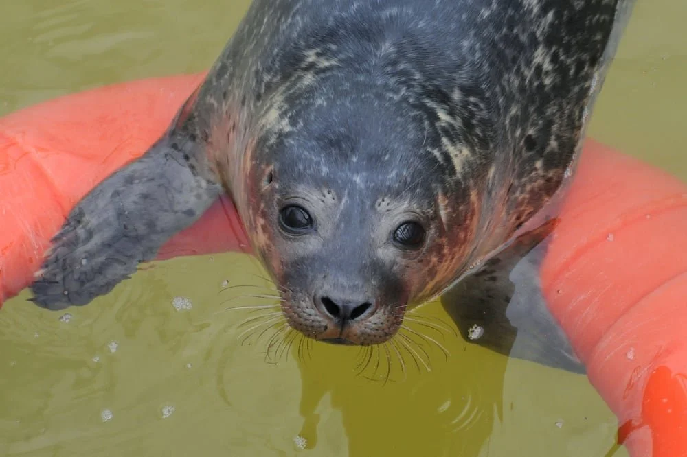 A Seal Zeehondenopvang 03.jpg