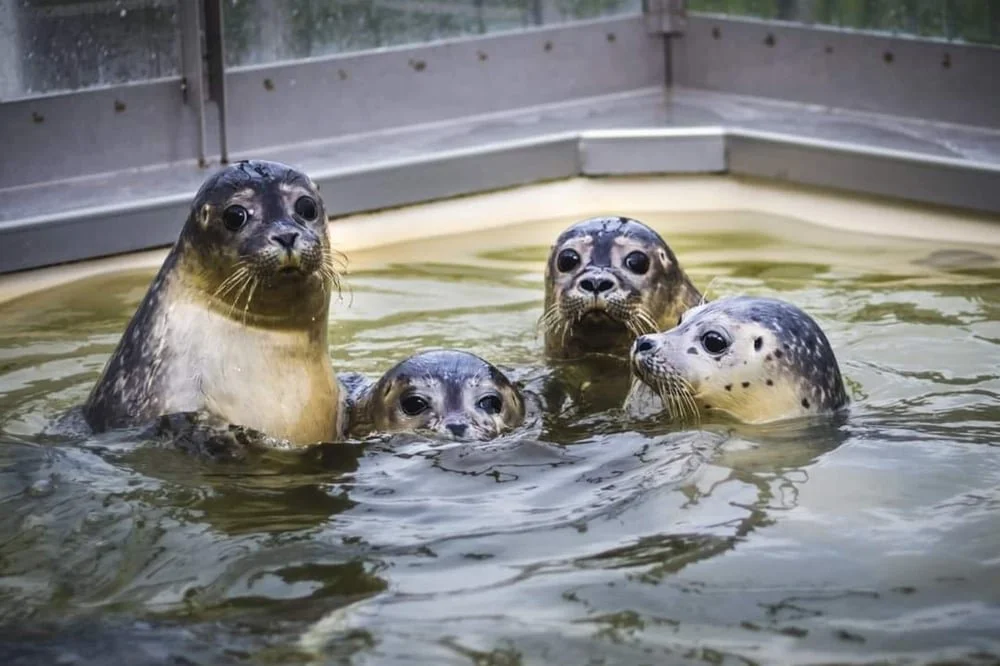 A Seal Zeehondenopvang