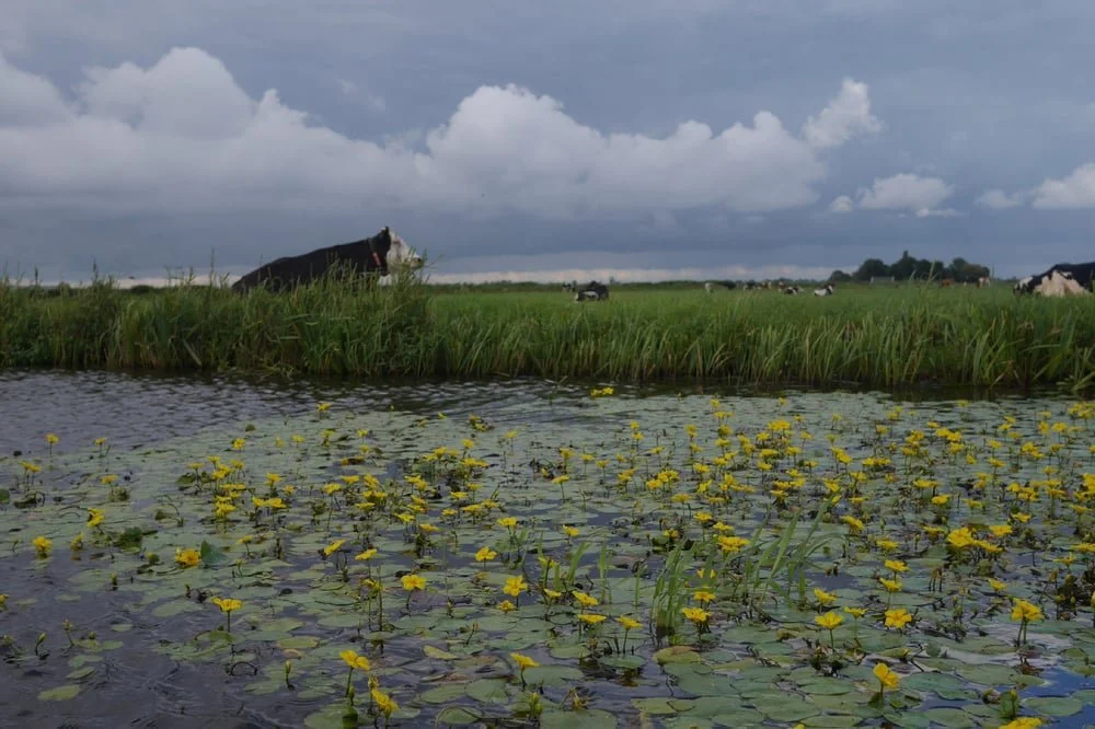 Wetlands Safari 03.jpg