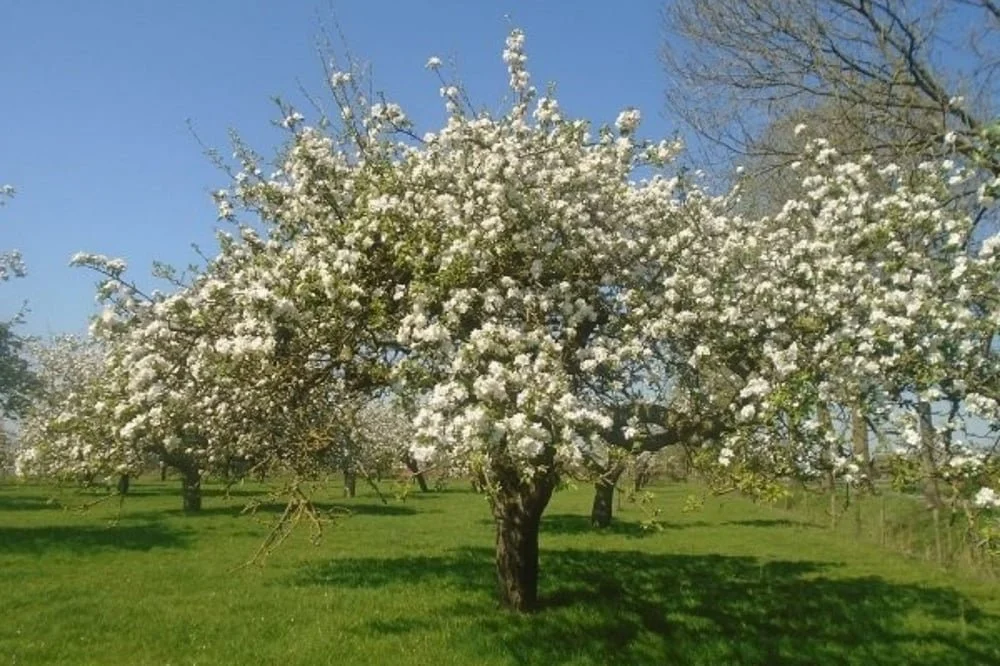 Camping de Vijverhof 05.jpg