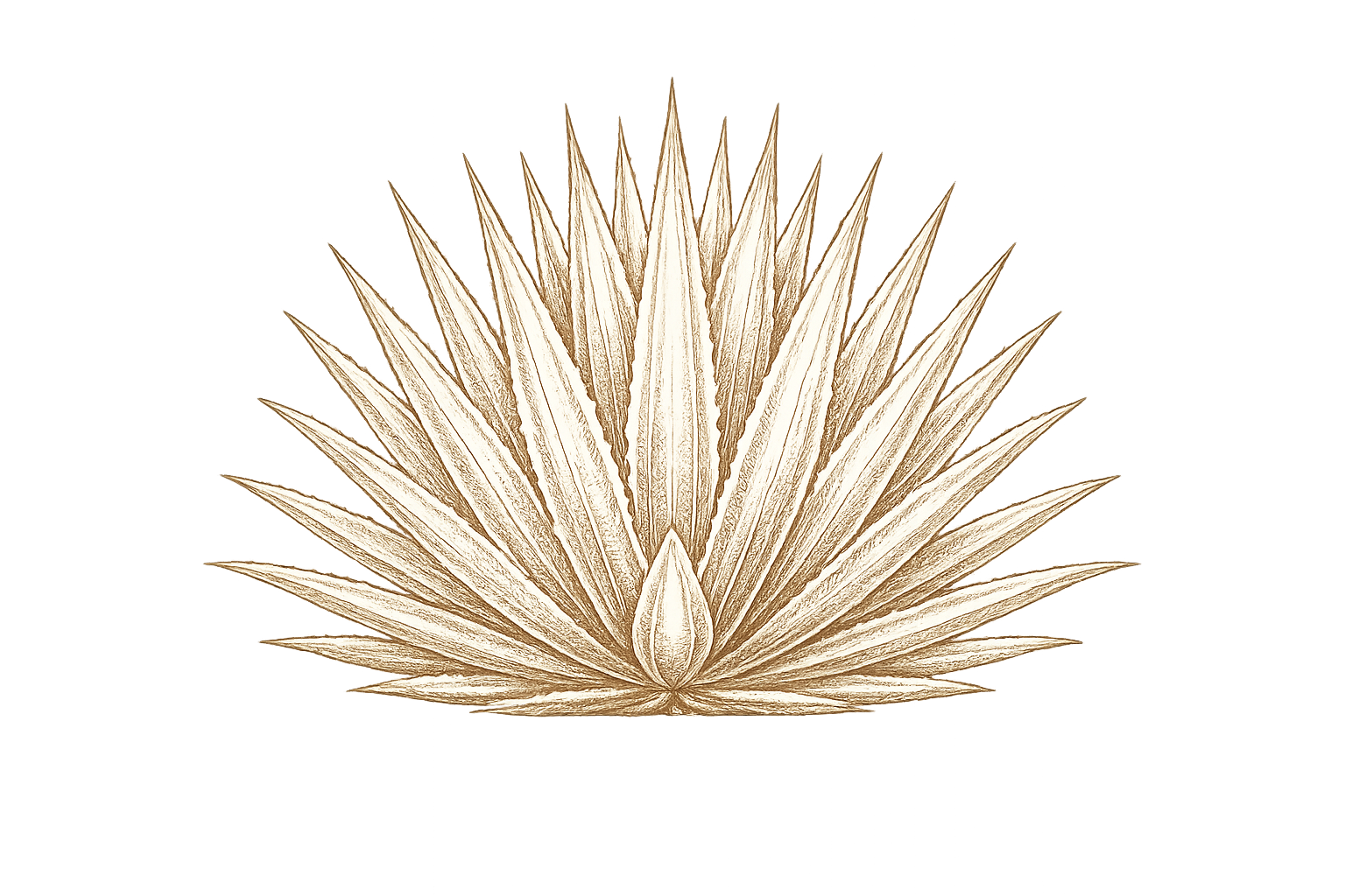 A detailed, artistic illustration of a type of agave plant called blue agave.