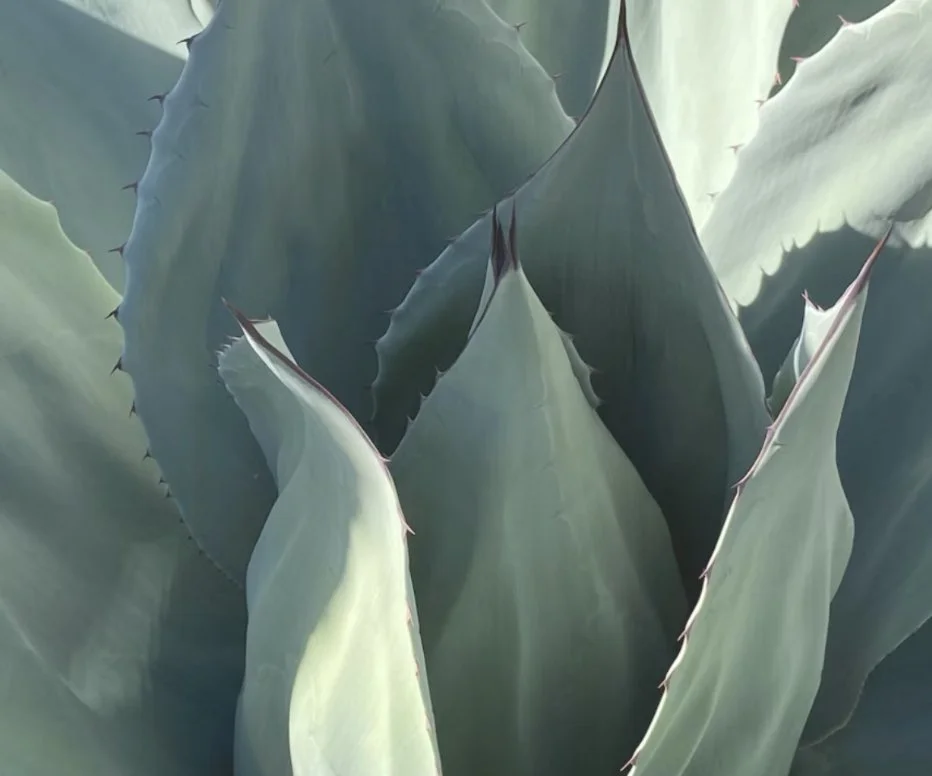 Close-up of one of the types of agave plants, with thick, pointed, fleshy blue-green leaves edged with short, sharp spines.
