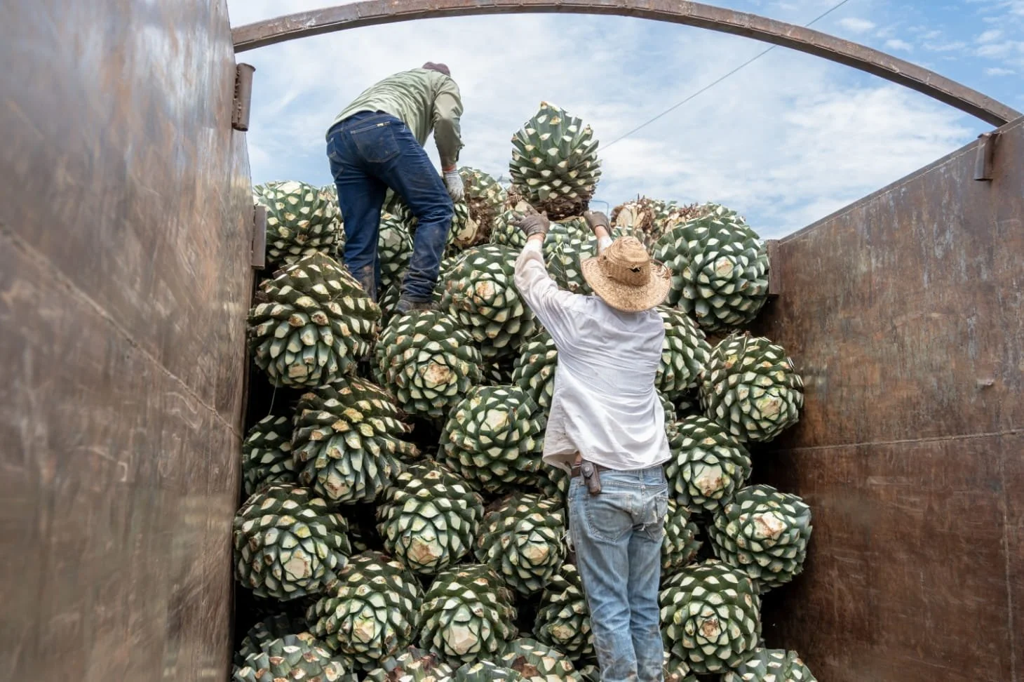 Two workers loading large agave plant hearts into a truck bed, the first step of making top rated mezcal in oaxaca which is harvesting.