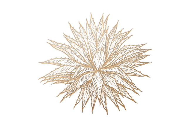 An illustration of an agave plant variety called coyote agave.
