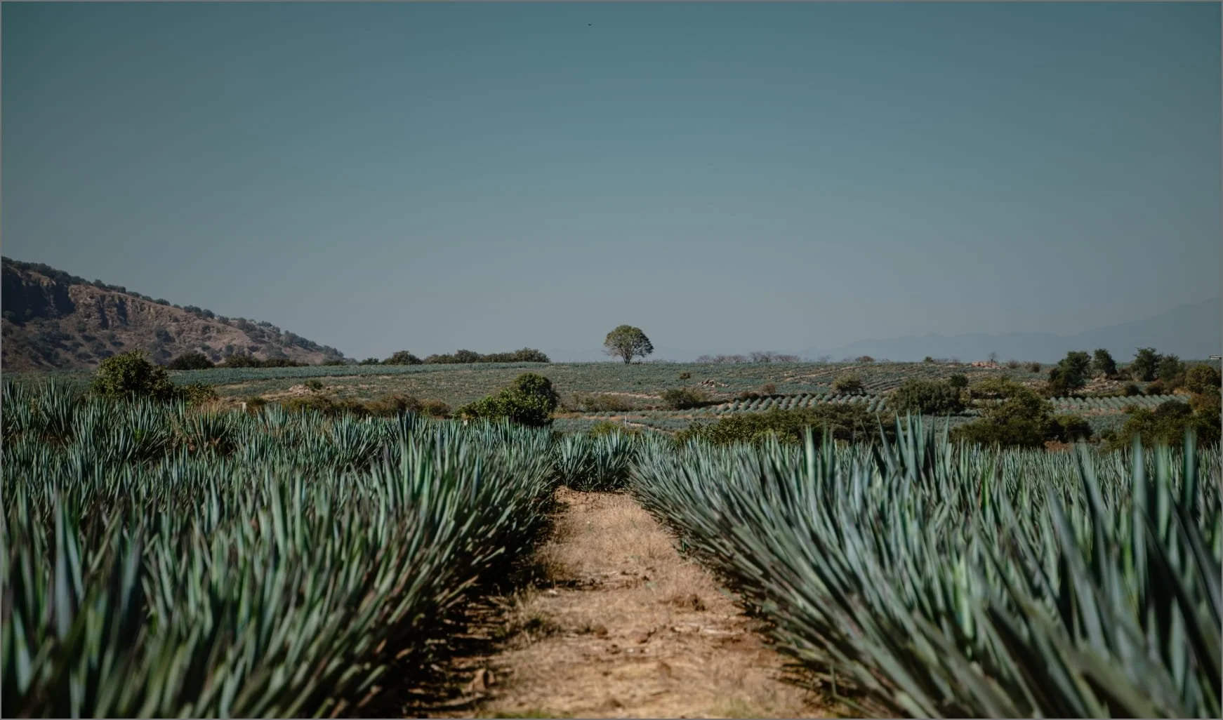 A vast field with rows of agave plants extending towards distant hills, under a clear blue sky with a single tree on the horizon.