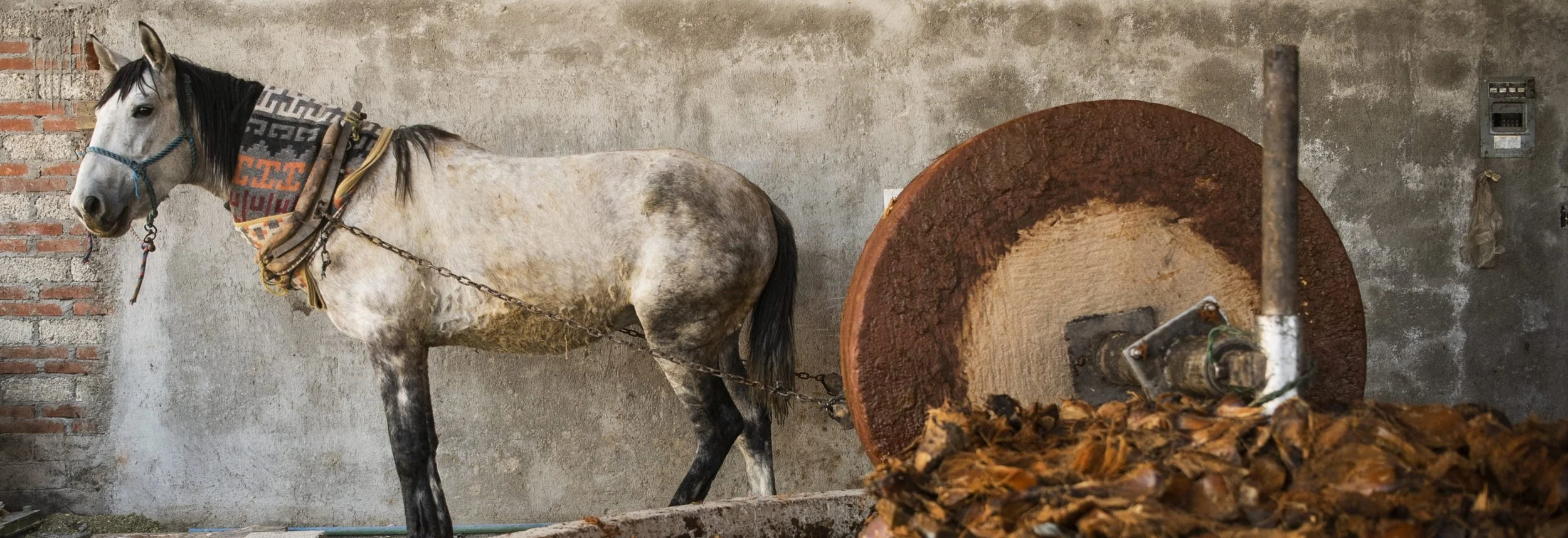A white and black horse, standing in a stable with a gray concrete wall background, near a large round wooden log used for grinding agave plant hearts for the mezcal making process..