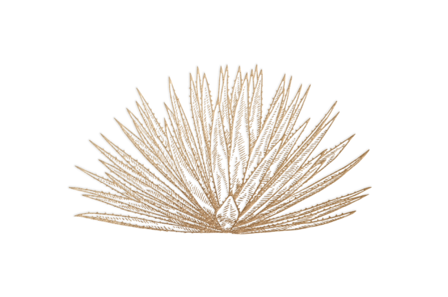 An artistic illustration of an agave plant variety called espadín agave.