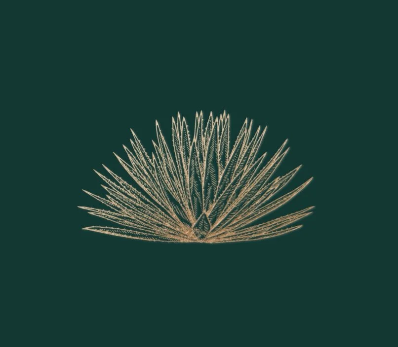 A graphic depiction of an espadín type of agave plant with long, pointed leaves spreading outward.