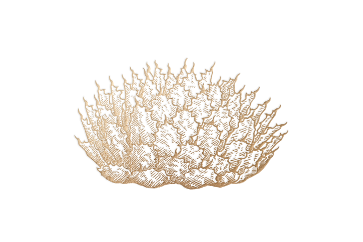 An artistic illustration of a type of agave plant called tobala agave.