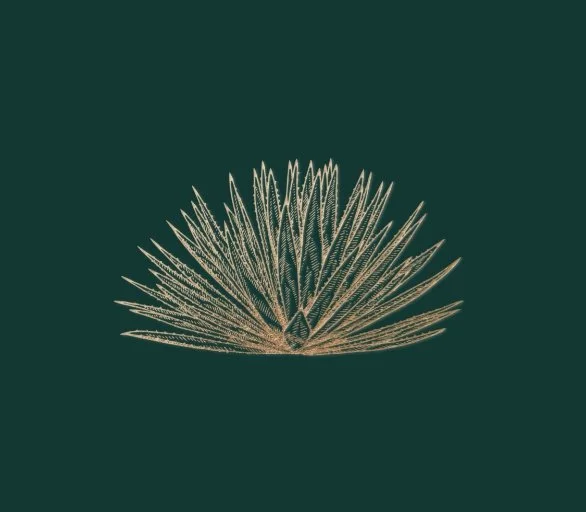 A gold and green illustration of an agave plant variety that produces espadín mezcal, with spiky leaves.