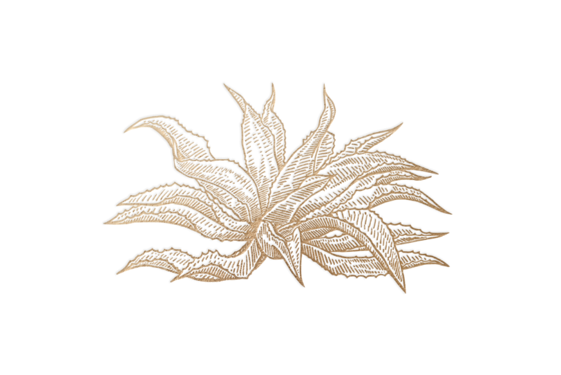 An illustration of a type of agave plant called tepeztate agave.