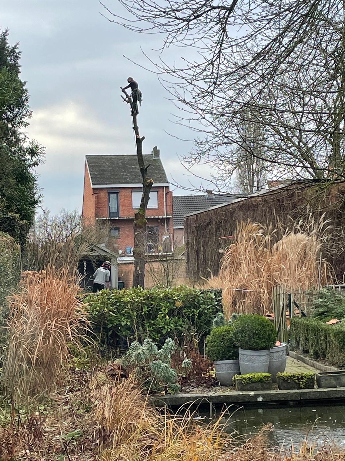 Tree Felling. Apex Arbor