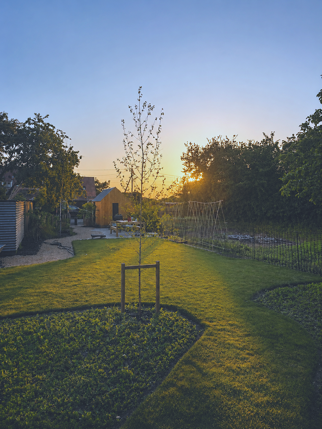 A backyard garden at sunset with a young tree in a square patch of soil, surrounded by vibrant green grass, and a small shed in the background. The sky is clear and blue with the sun setting behind trees, casting long shadows.