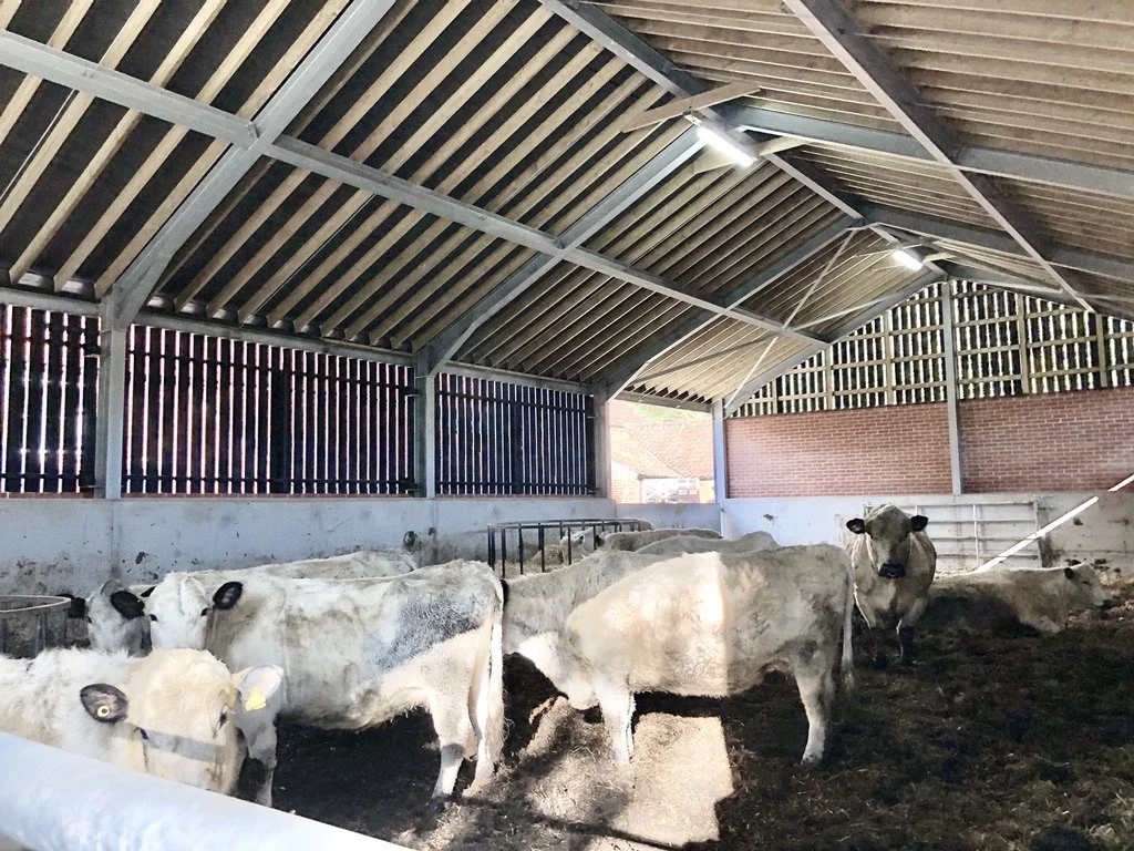 Cattle inside a barn with a metal roof and wooden slat walls, standing on dark manure-covered ground.