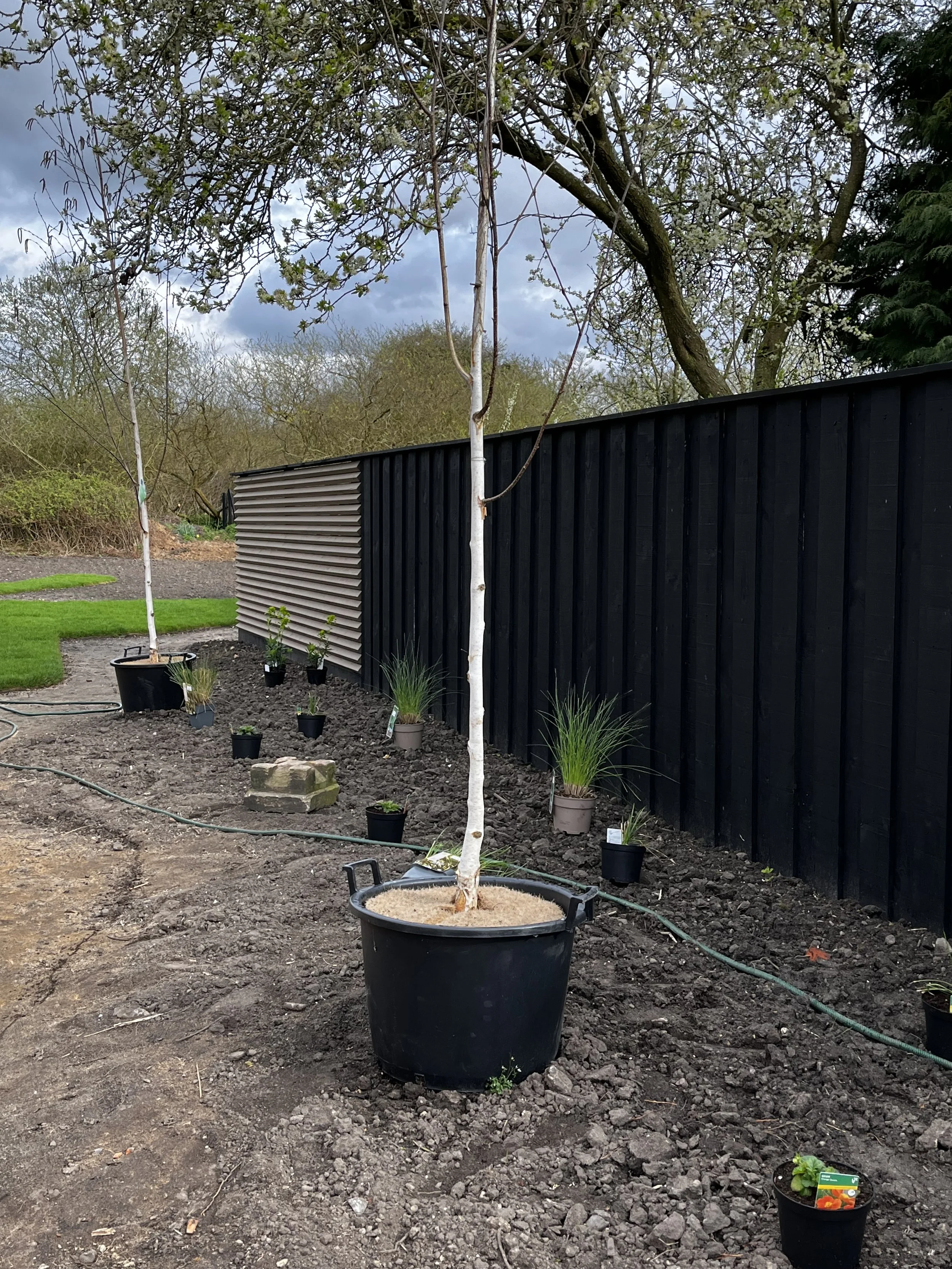 A young tree planted in a large black pot, with several smaller potted plants nearby, in a garden area with a black fence and trees in the background.