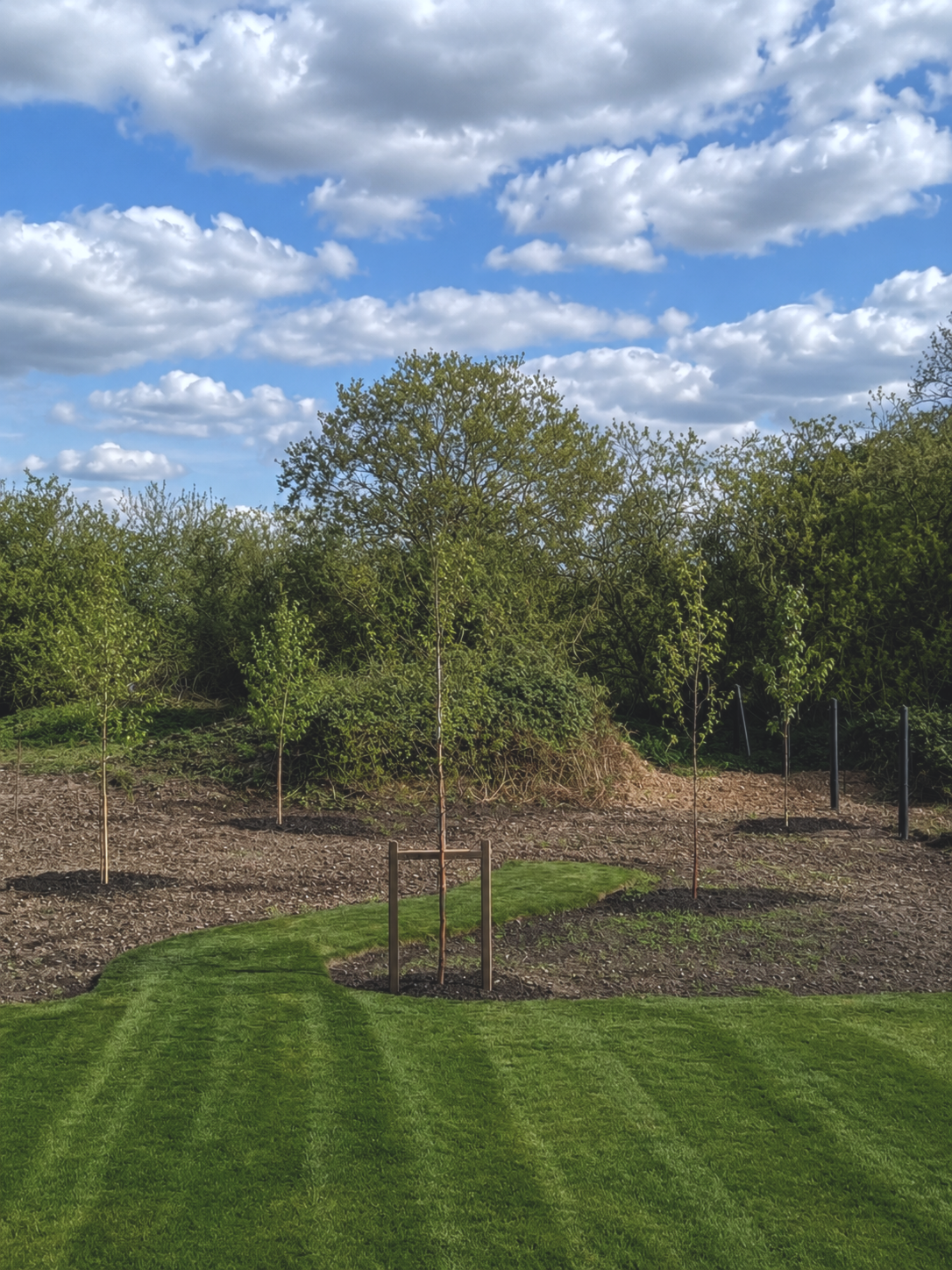A backyard with a lush green lawn, newly planted young trees, and mature trees in the background under a partly cloudy sky.