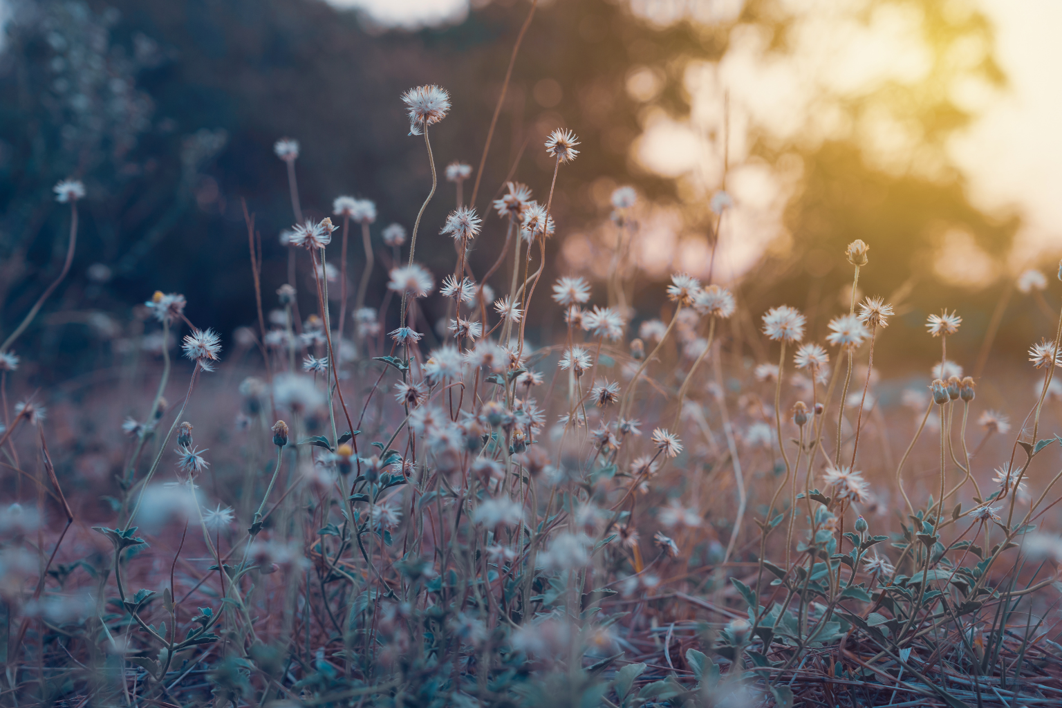 Close-up of wildflowers with white petals and green leaves, illuminated by soft sunlight during sunset or sunrise, creating a warm and serene atmosphere.