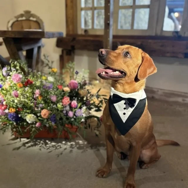 Dog wearing a tuxedo bib sitting next to a large colorful flower arrangement inside a rustic wooden building.