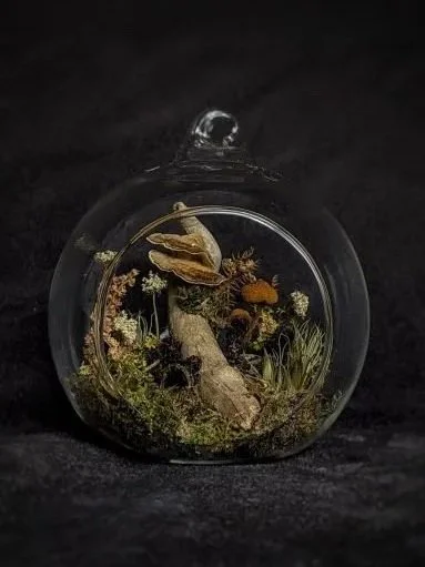 A glass terrarium with plants, moss, and decorative elements inside on a black background.