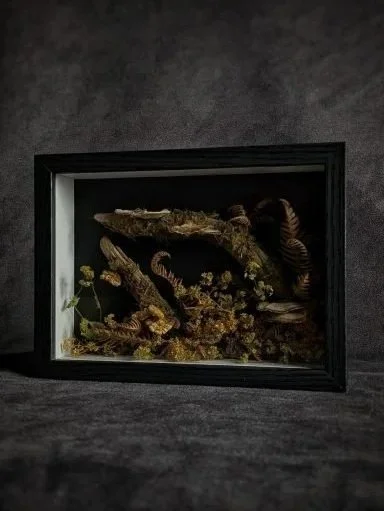 Terrarium with moss and small plants in a black frame