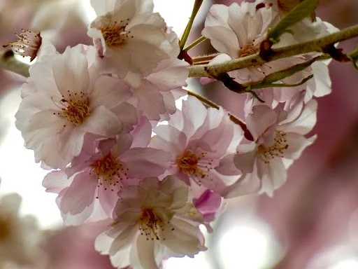 Close-up of pink cherry blossoms on a branch with a blurred background.
