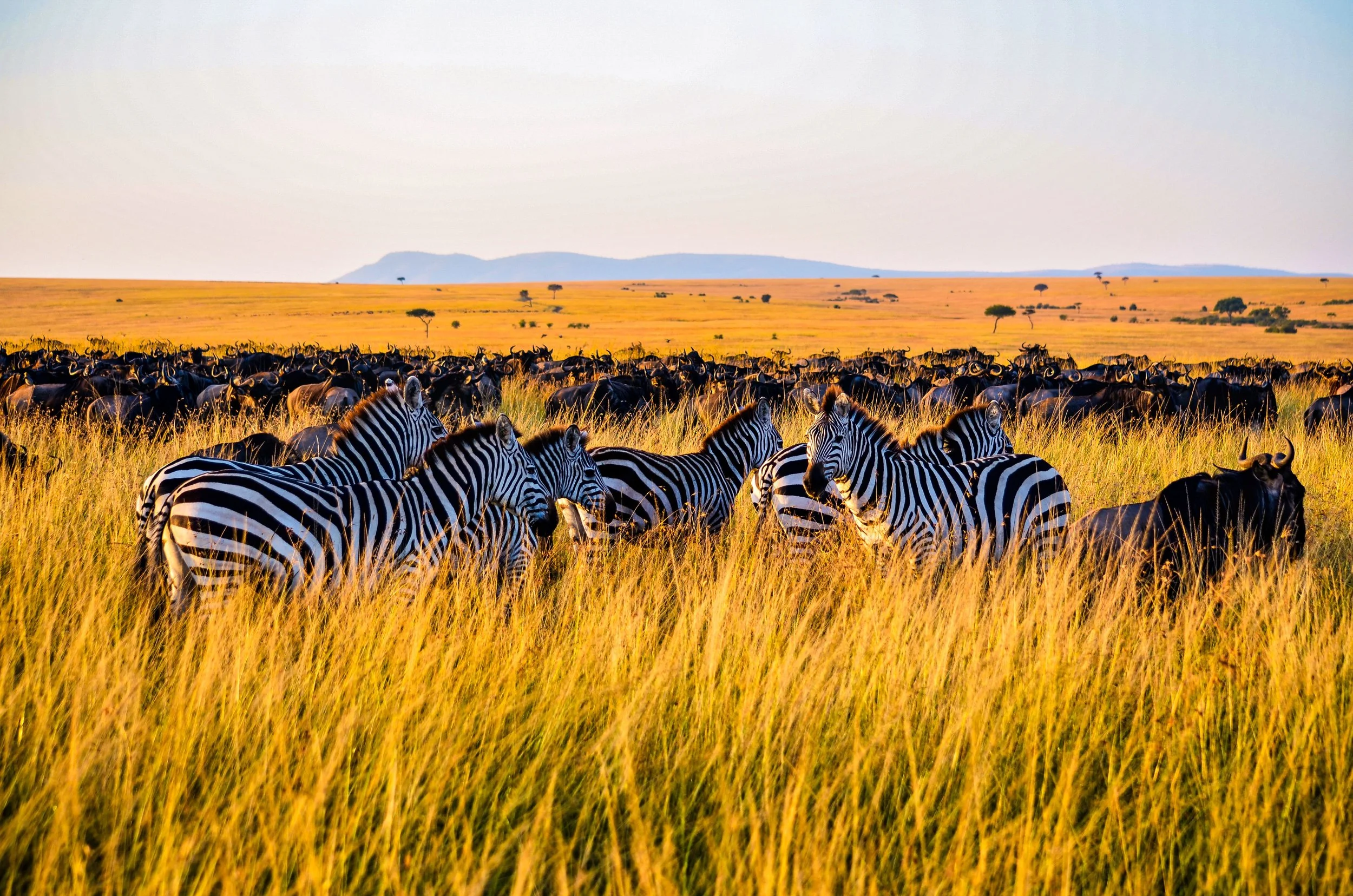 Classic Kenya Wildlife Safari