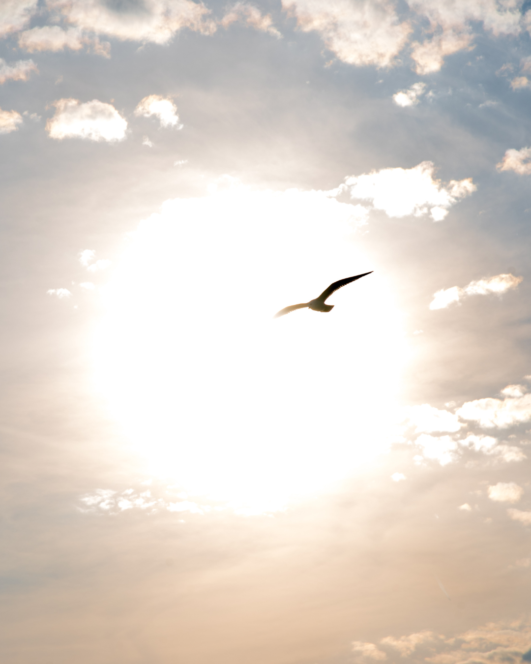 Silhouette of a bird flying in front of a bright sun in the sky with scattered clouds.