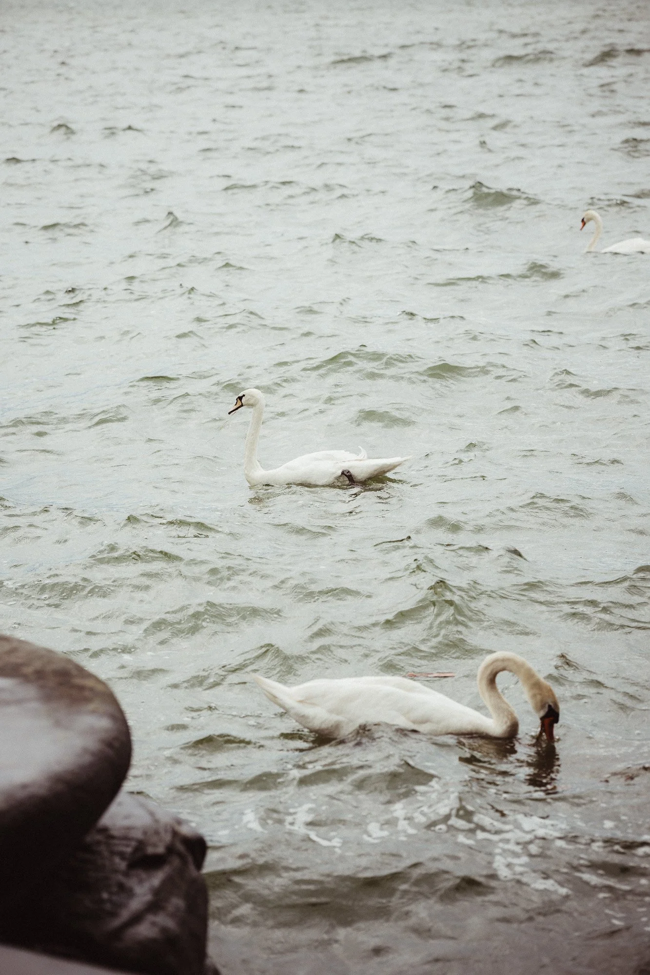 Bilderlotte_Hochzeitsfoto_Bodensee00016.jpg