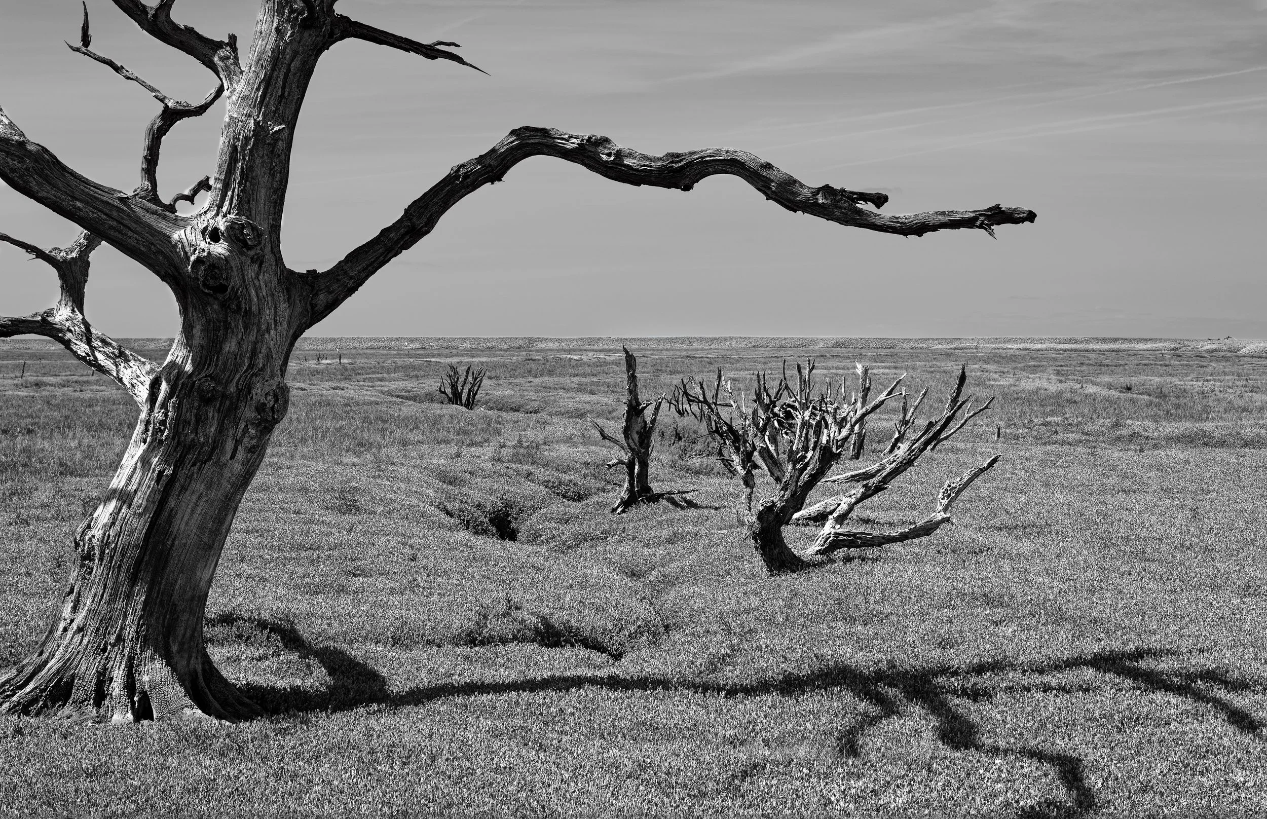 Black and white photo of a barren, windblown landscape with dead or leafless trees and a cloudy sky.